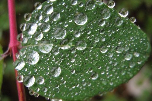 Wassertropfen